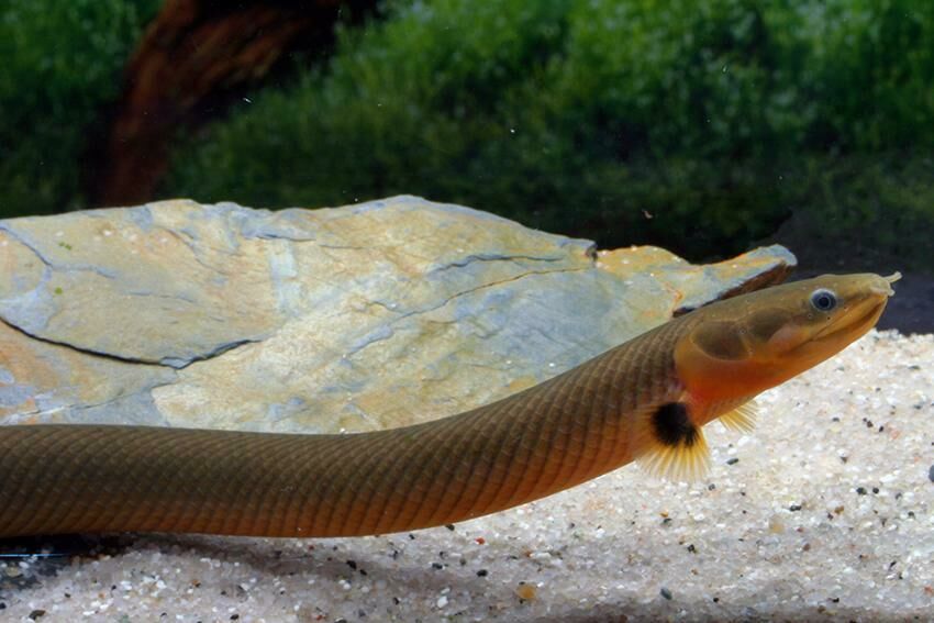Imagem do Peixe Serpente